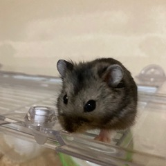 ハムスター♂ 10月1日生まれ
