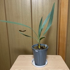 観葉植物 ブラヘアアルマータ 実生株の画像