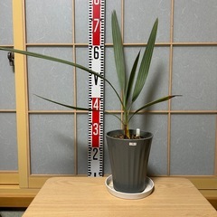 観葉植物 ブラヘアアルマータ 実生株の画像