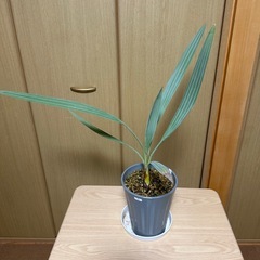 観葉植物 ブラヘアアルマータ 実生株の画像