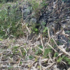 屋根瓦  瓦 屋根
の画像