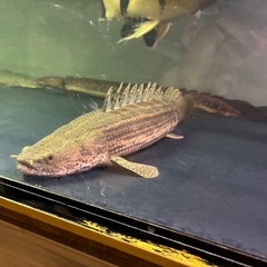 ビキールコリバの画像