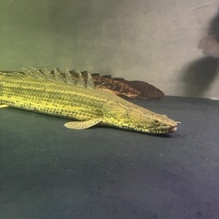 ビキールコリバの画像