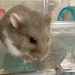 ハムスター︎︎ ♀ 2匹姉妹 10月1日生まれ ルビーアイ