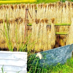 新米‼️令和7年収穫　きぬむすめ島根県産　低農薬自家製米の画像