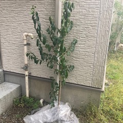 ●木●無料●要確認●