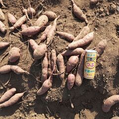 ＜訳あり＞べにはるか約20キロ1,000円！--- 全て傷、欠けあり、小さい、細い、凸凹 ---さつまいもの画像