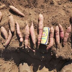 ＜訳あり＞べにはるか約20キロ1,000円！--- 全て傷、欠けあり、小さい、細い、凸凹 ---さつまいもの画像