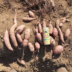 ＜訳あり＞べにはるか約20キロ1,000円！--- 全て傷、欠けあり、小さい、細い、凸凹 ---さつまいもの画像