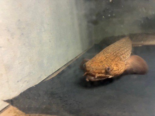 ポリプテルス　トゥジェルシー