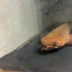 ポリプテルス　トゥジェルシーの画像