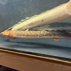 ポリプテルス　トゥジェルシーの画像