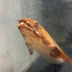 ポリプテルス　トゥジェルシーの画像