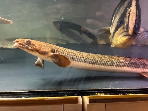 ポリプテルス　トゥジェルシー