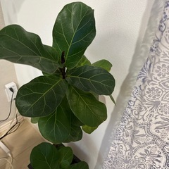 観葉植物の画像