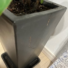 観葉植物の画像