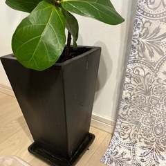 観葉植物の画像