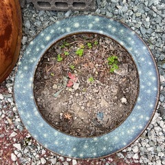 火鉢、金魚鉢、メダカの画像