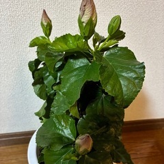 ハイビスカス・デニムブルーの画像