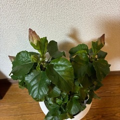 ハイビスカス・デニムブルーの画像