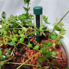 ミリオンハートの画像