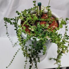 ミリオンハートの画像