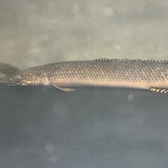 ポリプテルス　オルナティピンニスの画像