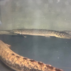 ポリプテルス　オルナティピンニスの画像