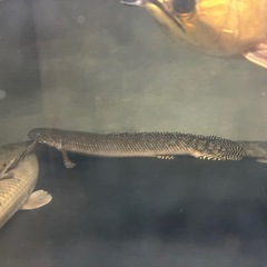 ポリプテルス　オルナティピンニスの画像