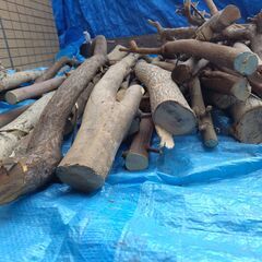 世田谷区近辺配送可能　太枝　薪　伐採枝木　伐採丸太　木材　太さ約4㎝～7㎝・一部10㎝　の画像