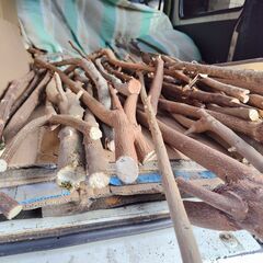 世田谷区近辺配送可能　小枝　薪　伐採枝木　伐採丸太　木材　太さ約2㎝～5㎝の画像