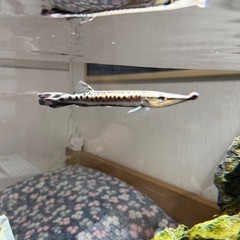 マーブルハイドロシナスガー　20センチ弱の画像