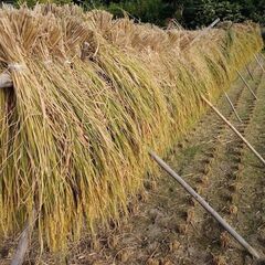 結束稲わら(Ｓサイズ)20束の画像