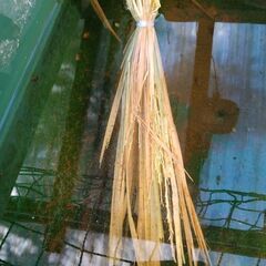 結束稲わら(Ｌサイズ)10束の画像