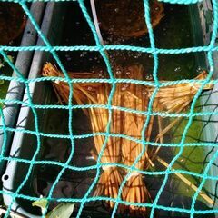 結束稲わら(Ｌサイズ)10束の画像