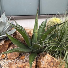 アガベ　ジェントリージョーズの画像