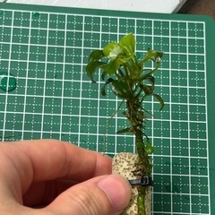 アヌビアスナナミニ 水草 水中 3個セット の画像