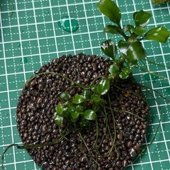 アヌビアスナナミニ 水草 水中 3個セット の画像