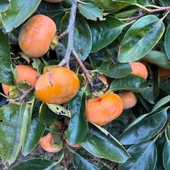 ★甘柿★100円～★無農薬・自家栽培★種ありの画像