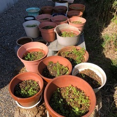 植木鉢などの画像