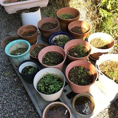 植木鉢などの画像