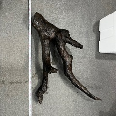 流木　熱帯魚の画像