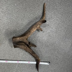 流木　熱帯魚の画像