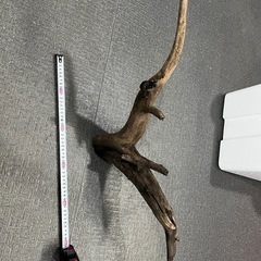 流木　熱帯魚の画像