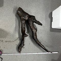 流木　熱帯魚の画像