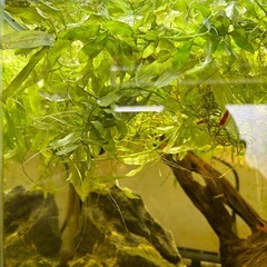 ハイグロフィラポリスペルマの画像