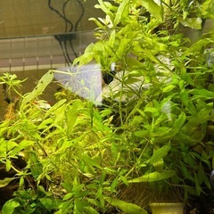 ハイグロフィラポリスペルマの画像