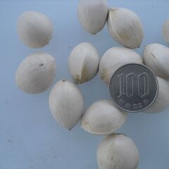 完熟銀杏　５００グラムの画像