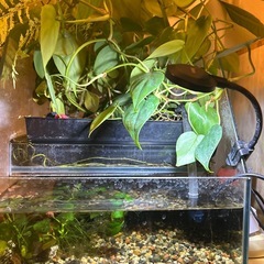 アクアポニックス水槽の画像