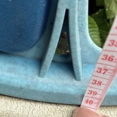 ジャンク品。一輪車。の画像